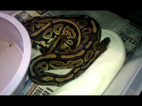 pikachu pokemon Pied ball python already breeding