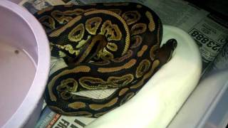 Famous Pied ball python already breeding Wealth