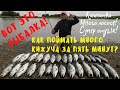 Супер рыбалка на Камчатке. Море кижуча. Кижуч. Сoho salmon. Fishing. Kamchatka.