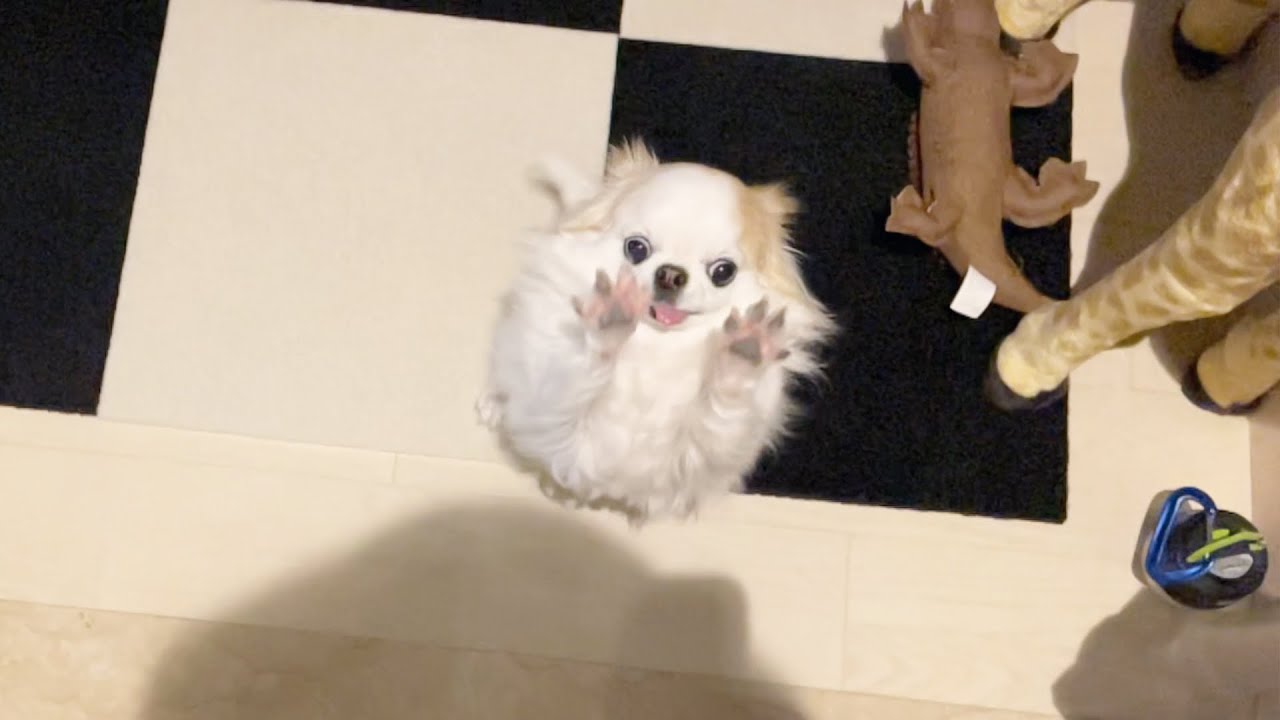 飼い主の帰宅が分かると嬉しくて大声で鳴き叫ぶチワワのティーナさん