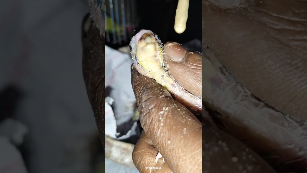 ডিম ফুটানোর সহজ উপায় বনাম প্রাকৃতিক পদ্ধতি কোনটি ভালো?