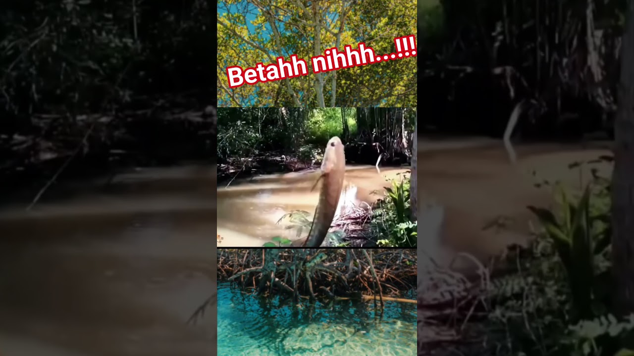 Cerita Mancing Hari Ini 