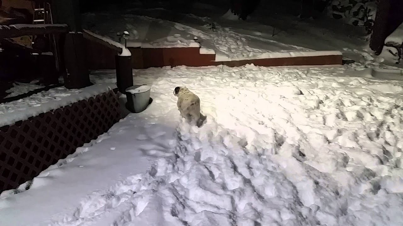 Hobbs in the snow YouTube