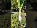 Love my little onion garden. 🤍 #mygarden #onion #vegetables #freshvegetables #homegrown