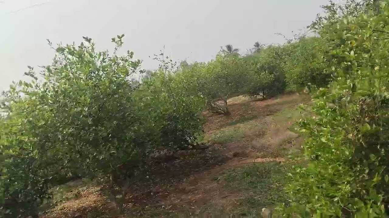 ల్యాండ్ ఫర్ సేల్స్4 ఎకరాలు ఎన్టీఆర్ జిల్లా 1 ఎకరం 40 లక్షలు సెల్ నెంబర్ 6281840097