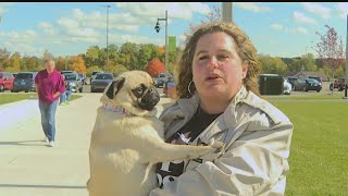 200 owners, pugs gather for 1st-ever Valley Pug Fest