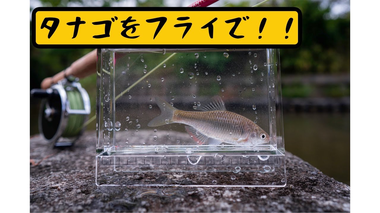 タナゴをフライで釣る方法ep1 #タナゴフライフィッシング #タナゴ
