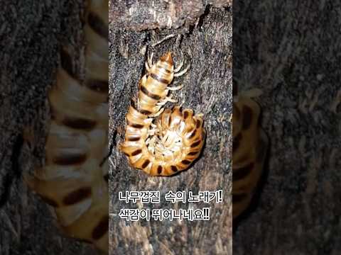 국내산 같았으면 한마리 데려다 사육 이런걸 키우는 재미가 쏠쏠하답니다!