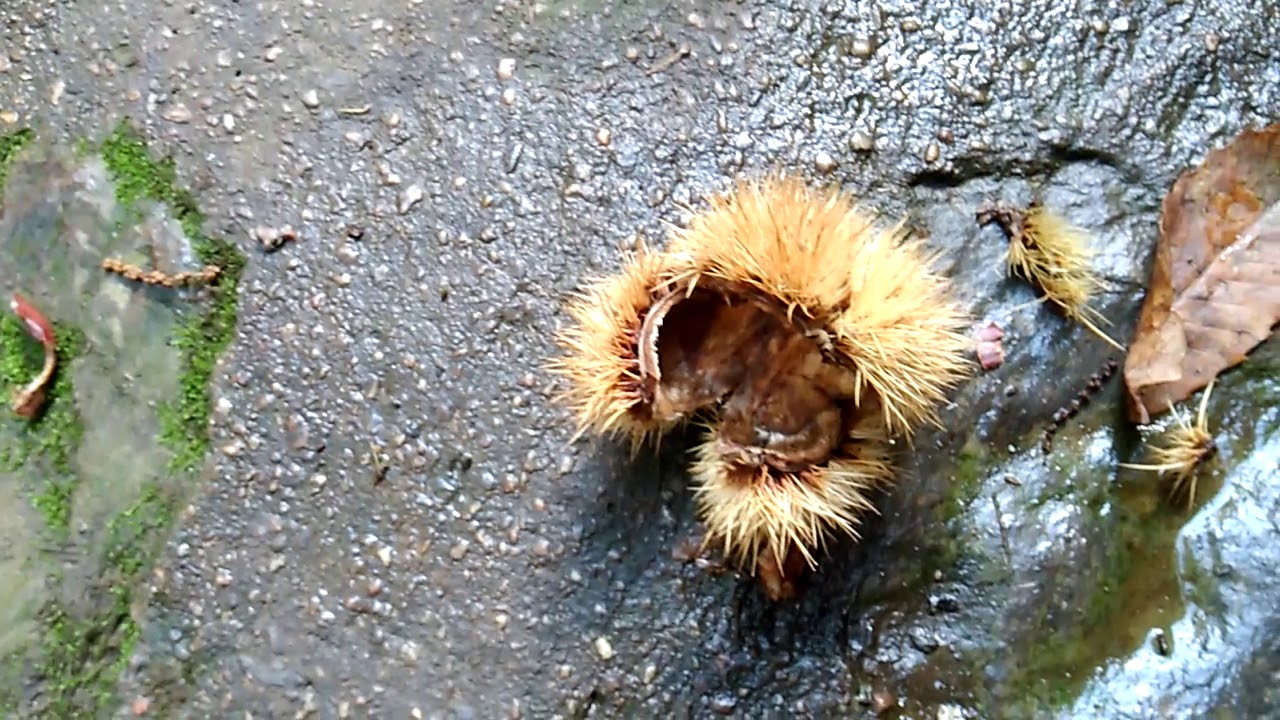 İZMİR BEYDAĞ -  BEYKÖY ŞELALESİ