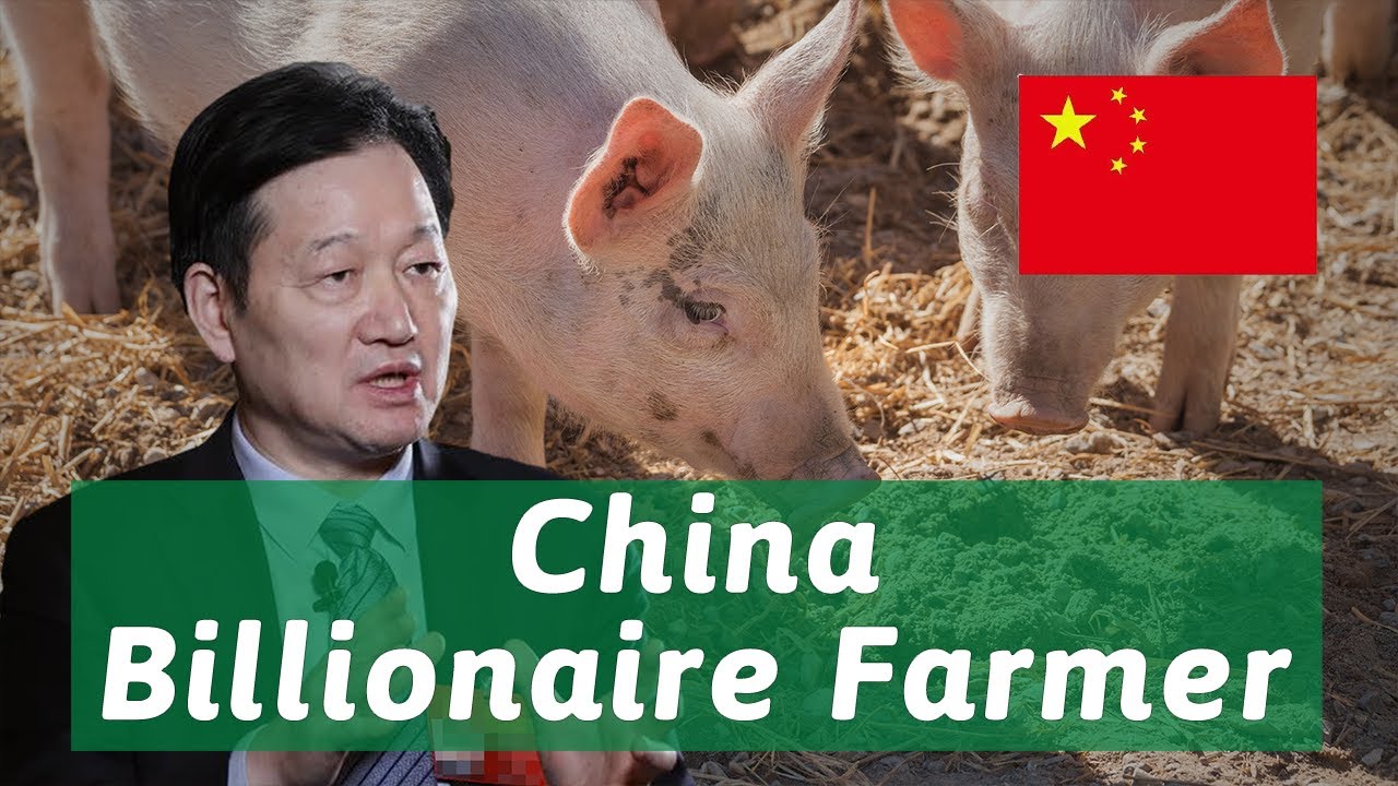 Earn 150 billion by raising pigs, World richest farmer! YouTube