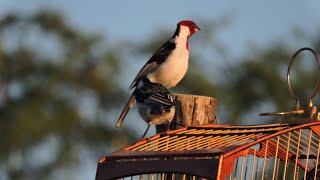 Esse Manejo parece bom mas acaba com Galo de Campina 