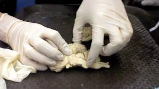 Sheep Brain Dissection | KINE 2031 YORK UNIVERSITY: LAB 7