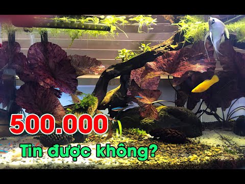 Video Hướng dẫn setup bể thủy sinh Biotope với 500.000 |... - youtube