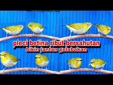 SUARA PIKAT PLECI NGALAS!!! BAHAN AUTO TARUNG MENDENGAR INI || PIKAT PLECI TARUNG RIBUT