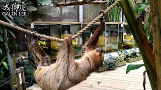 綠世界生態農場 – 我這輩子離樹懶最近的一次 – Green World, Hsinchu, Taiwan