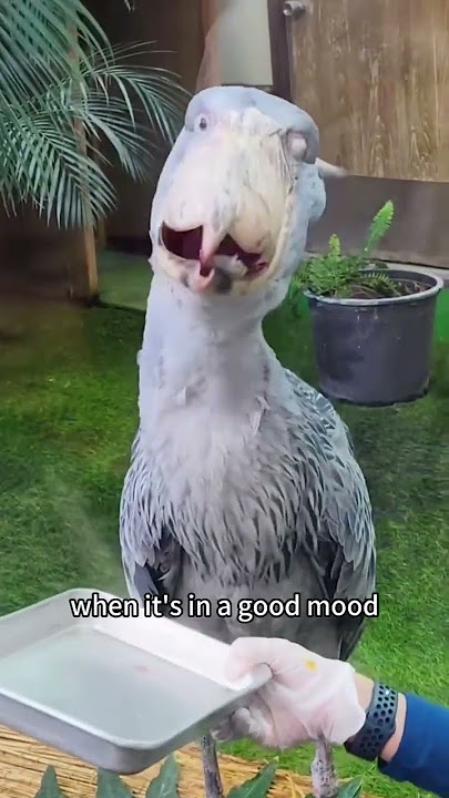 A quirky giant bird.#bird #shorts #animals #cute