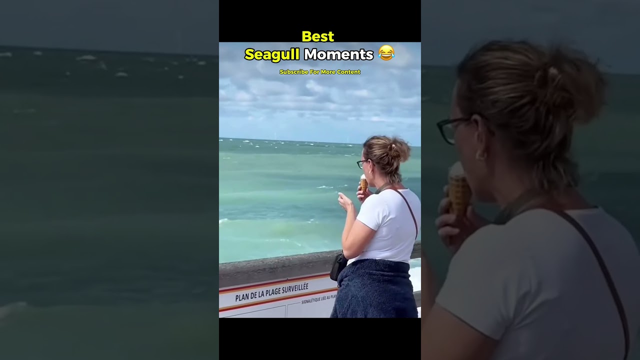 Ultimate Seagull Chaos: Top Funny Moments 🤣