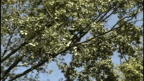 Near Balance Point Rigging 19" Oak Action