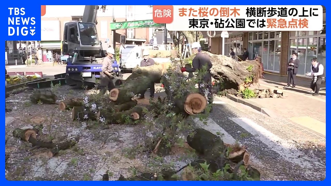 Another tree has fallen This time it's a cherry tree in front