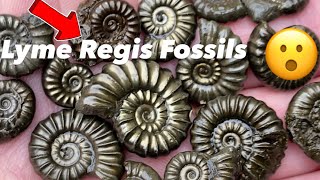 How to fossil hunt 🤔, tips and tricks! #fossilhunting#fossilhunter#jurassiccoast