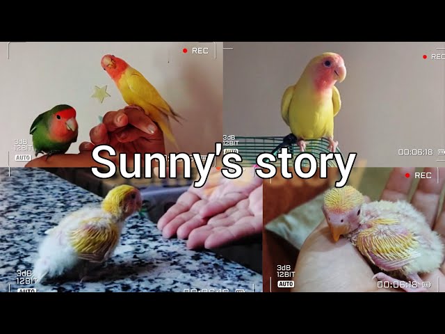 Short story about Sunny the yellow lovebird. #lovebird #pets #animals class=