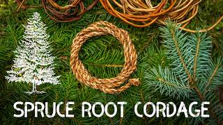 Spruce Root Cordage Cordage from foraged fibres Ep 12