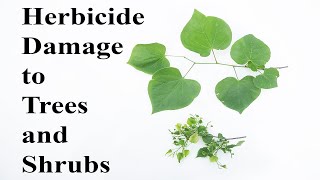 Herbicide Damage to Trees and Shrubs Will 24d Kill A Tree How To Kill A Tree