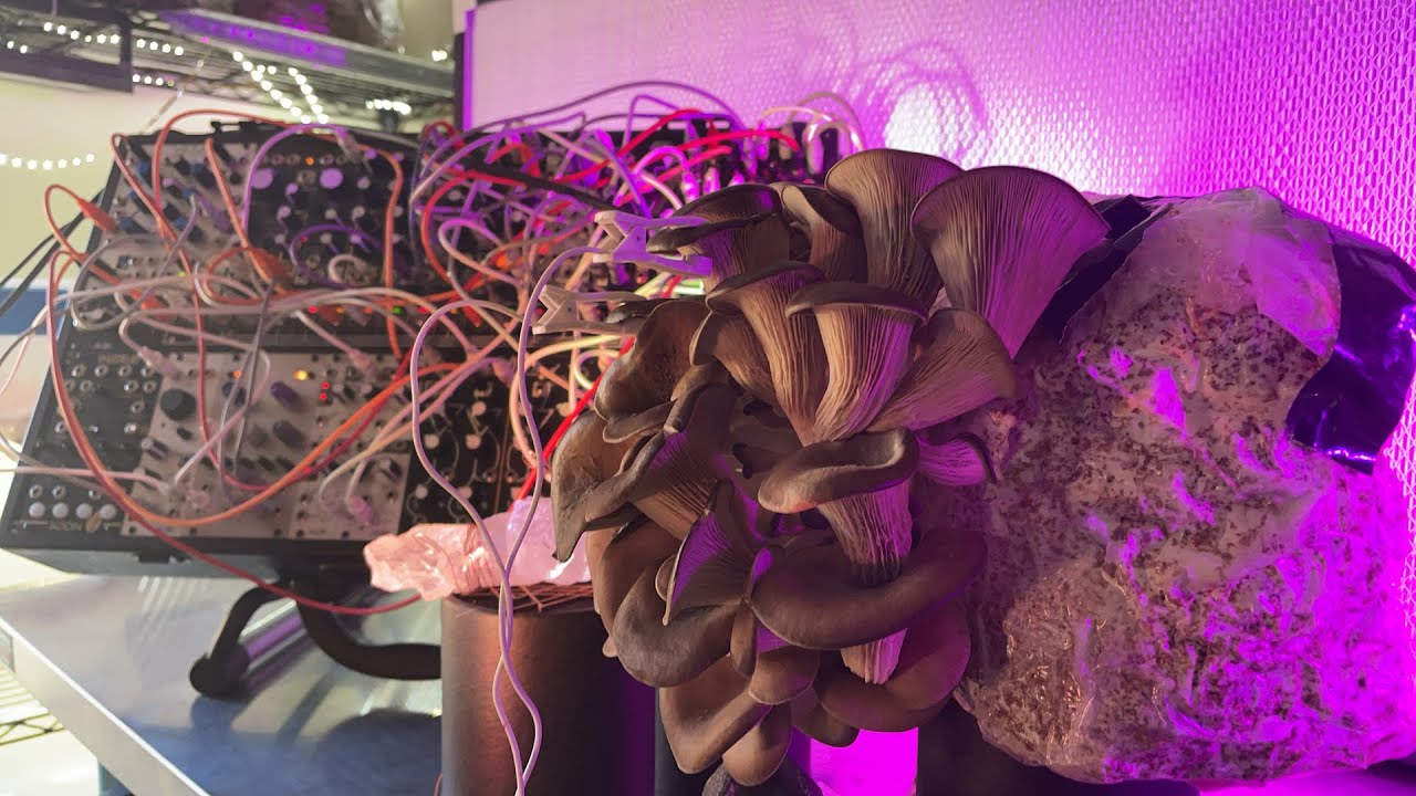 Oyster Mushrooms Talking Live YouTube