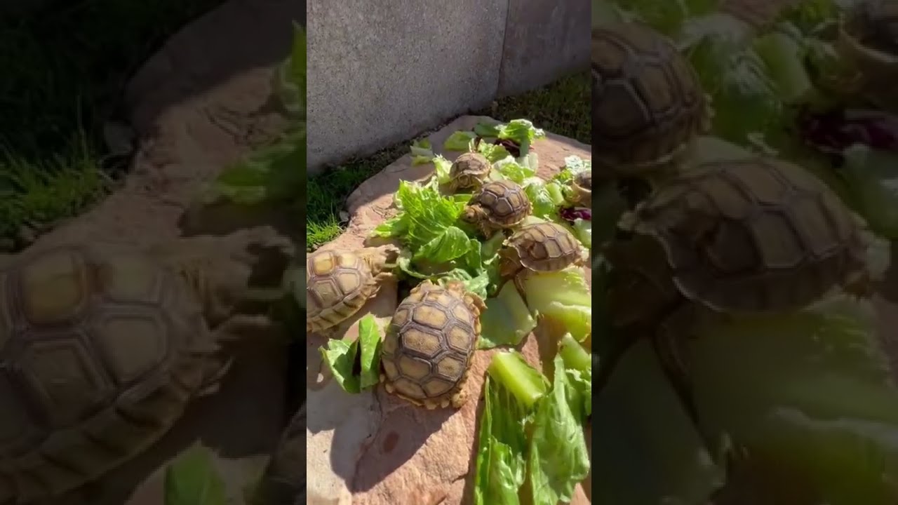 Feeding day for the baby tortoises 🐢☀️