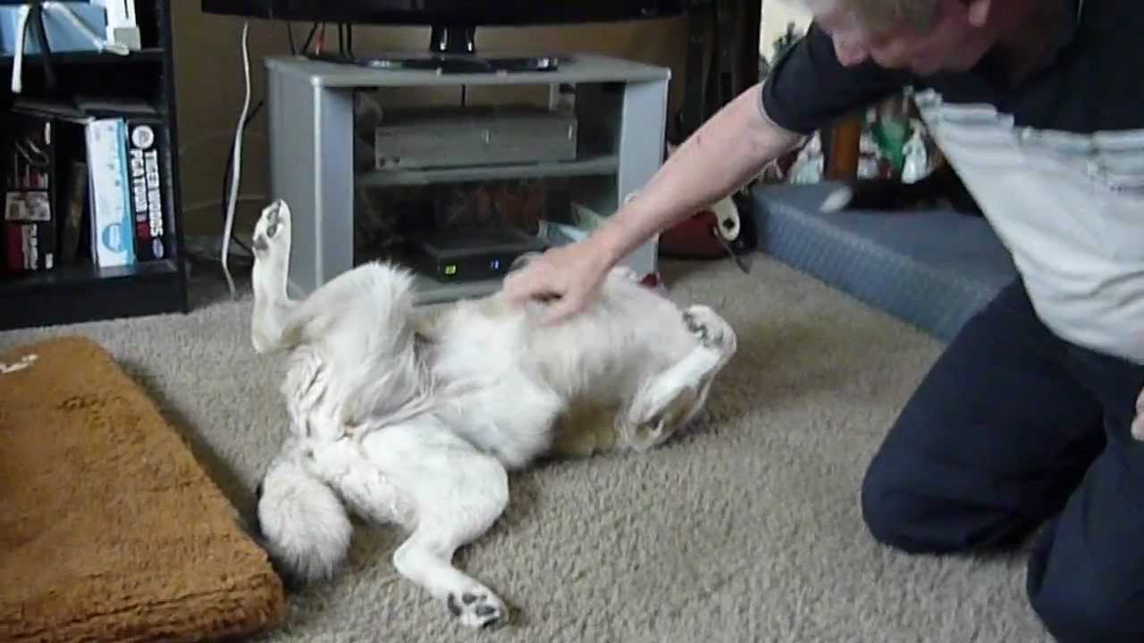 Foster dog Lefsa tummy rub YouTube