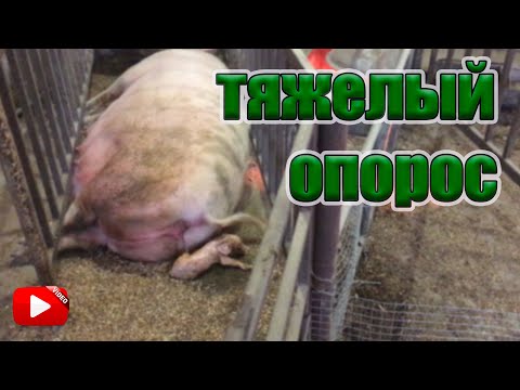 Важные последствия первого опороса свиней