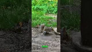 This Squirrel Isn't Drunk… Or Is It? #animal #facts