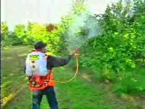 სამეგრელოში თხილის ნარგავების შეწამვლა მიმდინარეობს