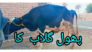 Farezan Cross Cow Fare Sale In Stan 03057194995On Youtube23-1-2023