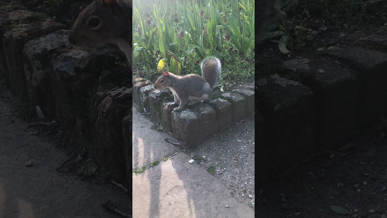 Squirrel Squirrel friend among the plants ❤️ 🐿 🥰 | Squirrel Diaries 