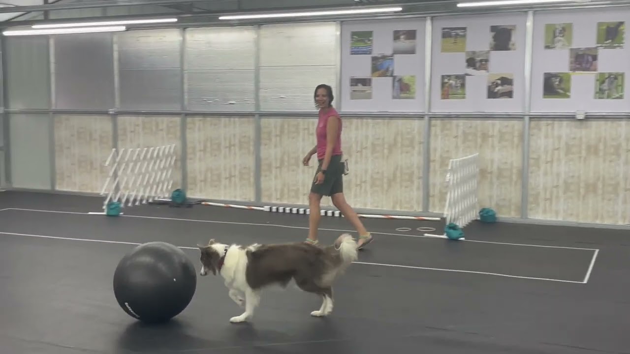 echo, treibball practice — july 22, 2025