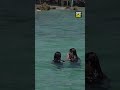 إذا كنتوا بصيدا وعم تفتشوا عن نهار صيفي غير شكل... الزيرة ناطرتكن!