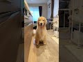( ˙-˙ ) #大型犬 #ゴールデンレトリバー