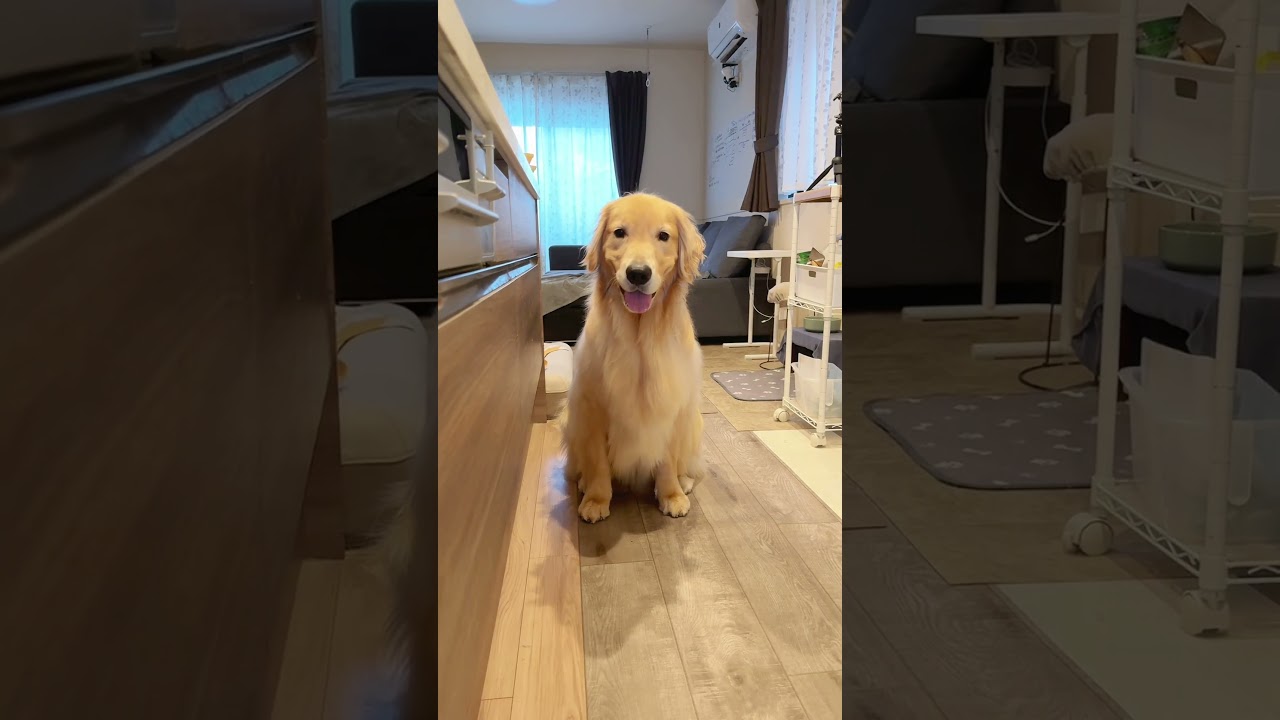 大型犬 #ゴールデンレトリバー - YouTube
