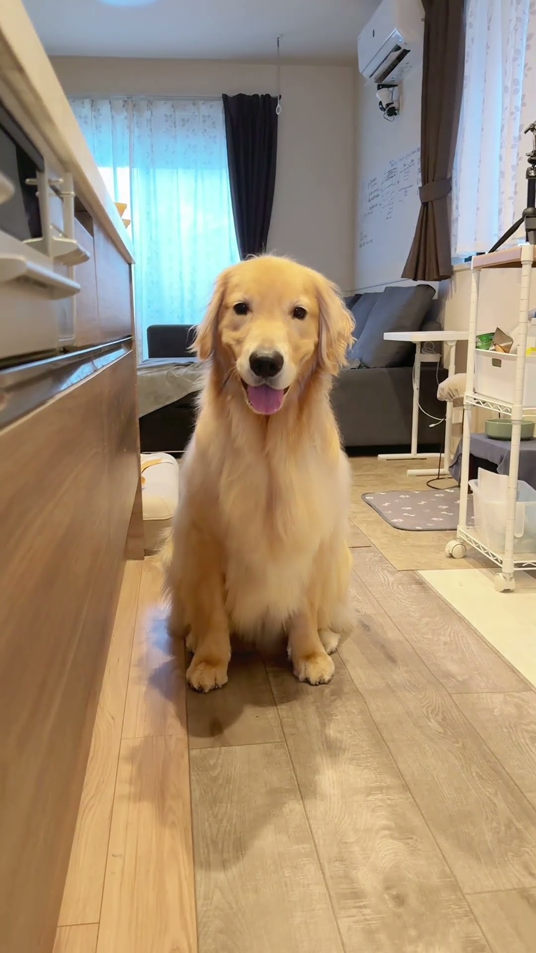 大型犬 #ゴールデンレトリバー - YouTube