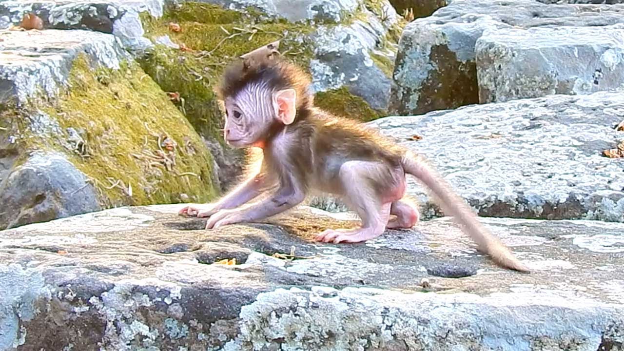 New Mother Monkey Gently Helps Her Baby Learn to Walk on a Stone