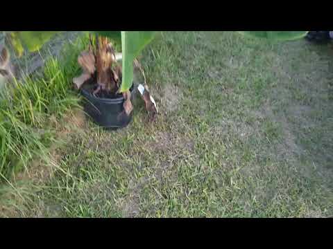 Wallabies eat everything.