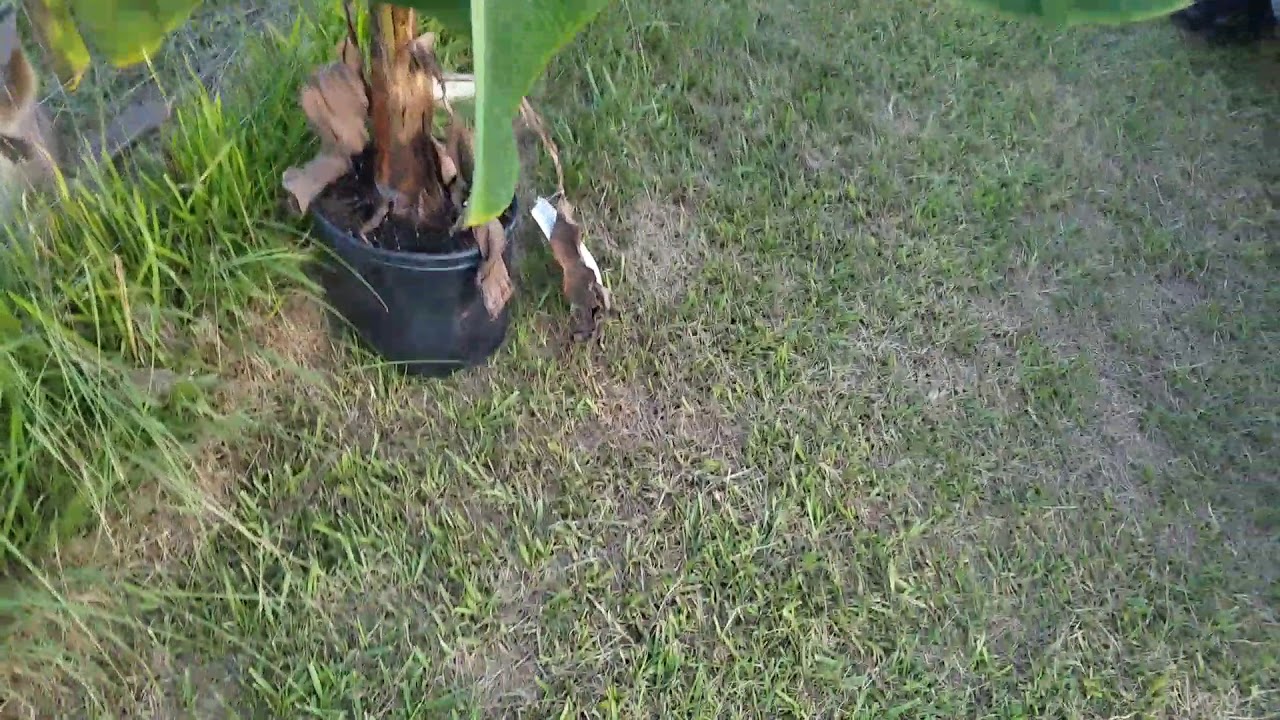 Wallabies eat everything.