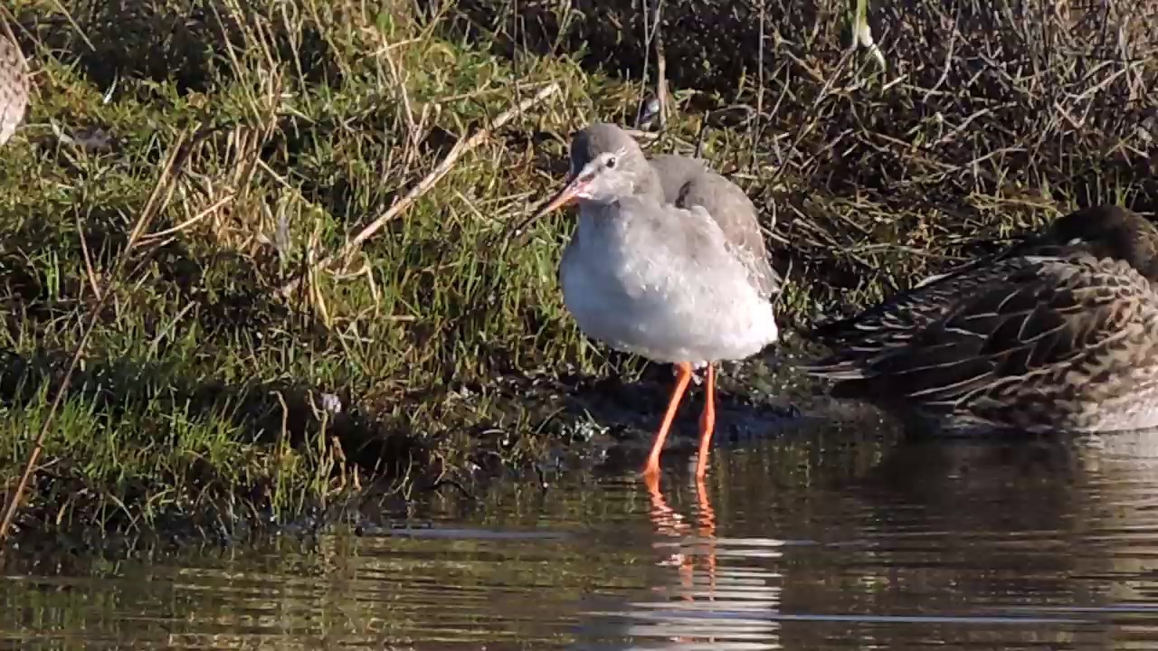 Spotted redshank II 