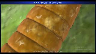 Excretory system Earthworm screenshot 3