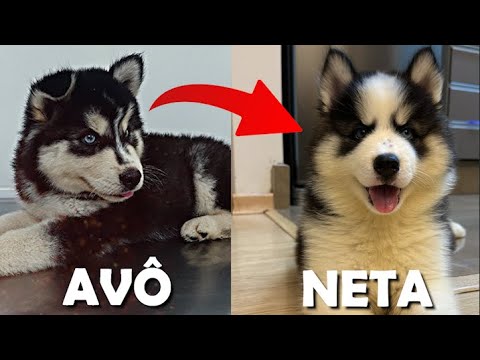 ADOTAMOS A NETA DO TUSK