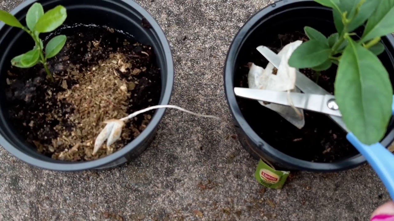 Acidifier la terre pour faire fleurir vos plantes acidophiles Acidifier la terre pour faire fleurir vos plantes acidophiles