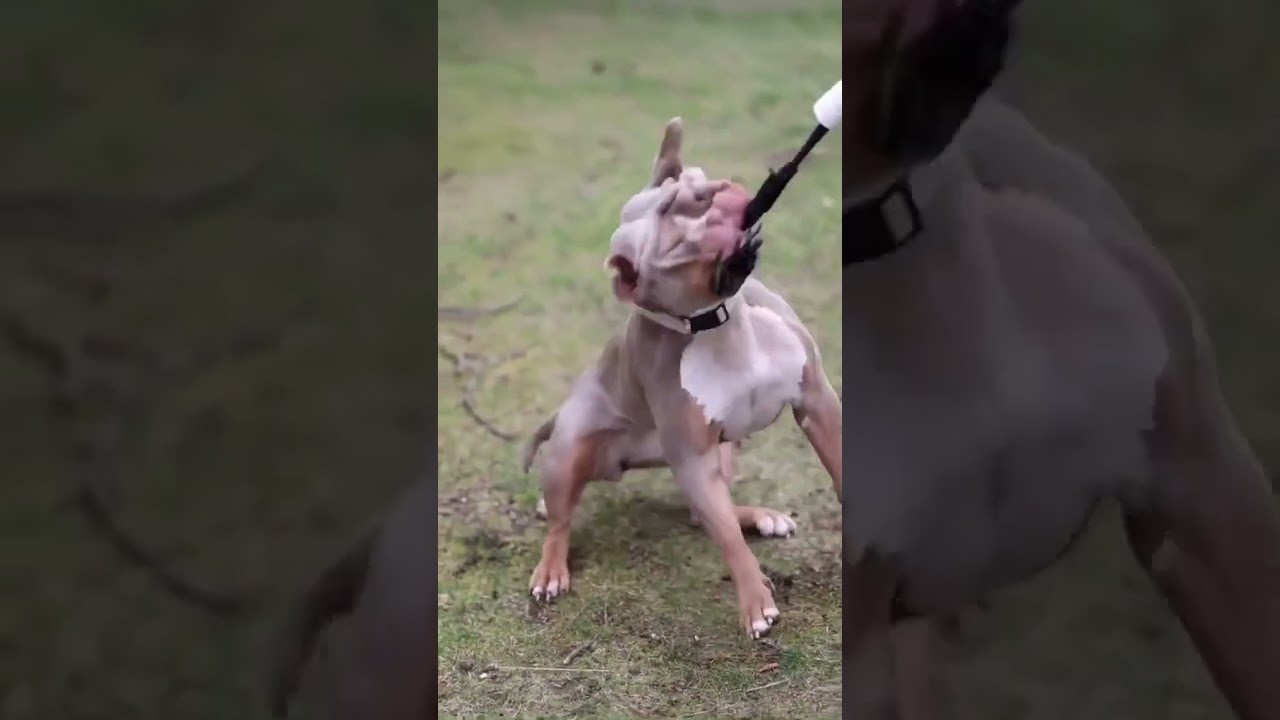 ♠️ The Original Tugmutt ♠️An innovative new tug toy for dogs!