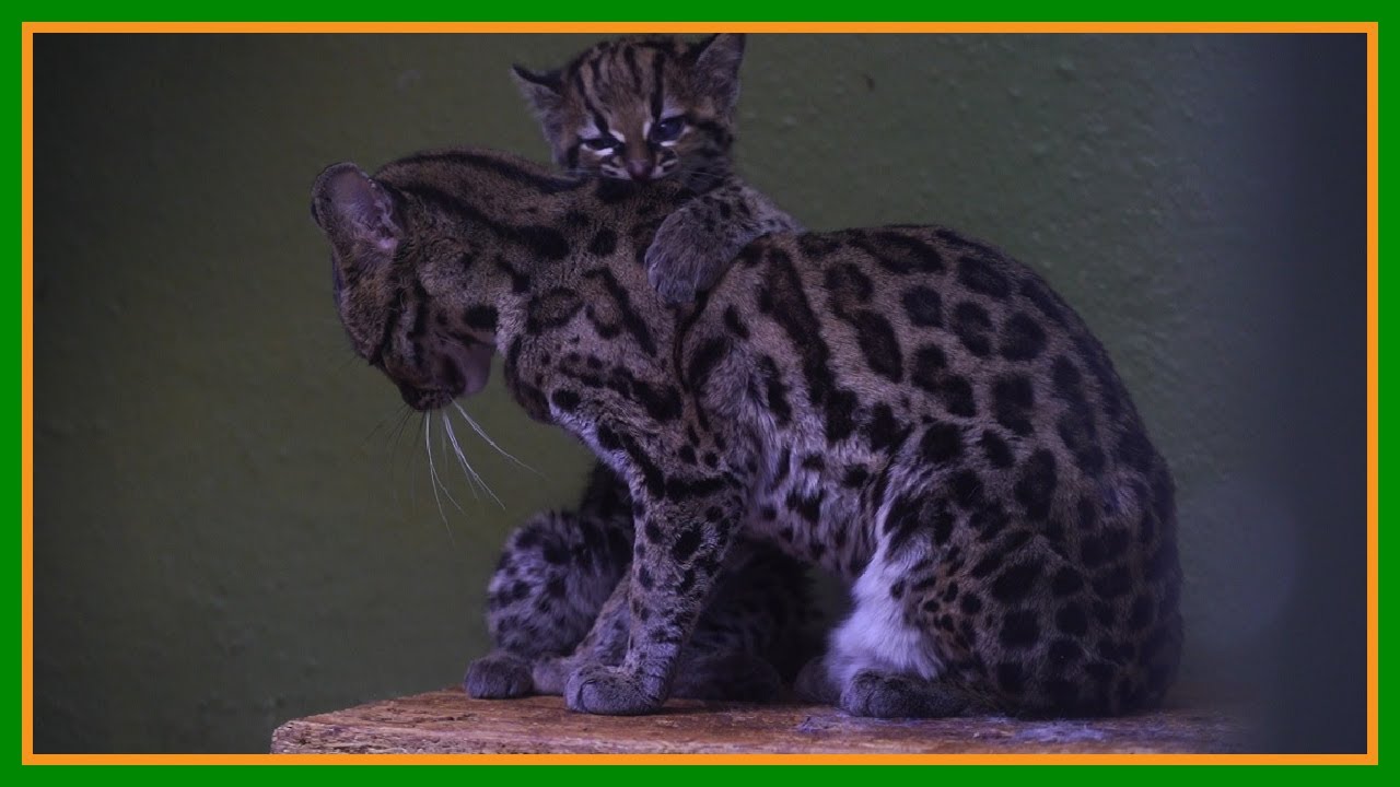 Margay (Leopardus wiedii) – El felino acróbata de la selva