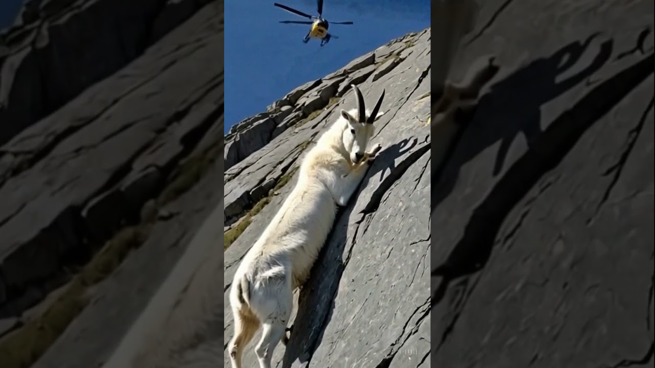 Mountain Goat’s Daredevil Stunt!